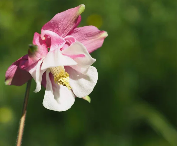 コロンビンの花の花弁 グラニスボンネット コロンビン — ストック写真