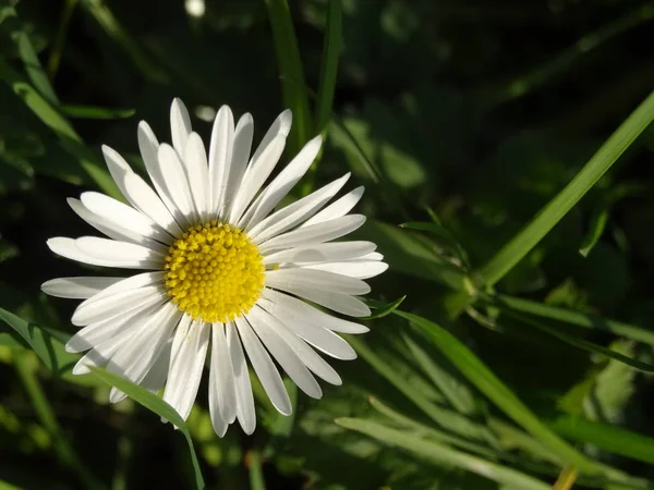 Marguerite Pleine Fleur — Photo