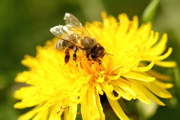 Schöne Aussicht Auf Natürliche Löwenzahnblume — Stockfoto