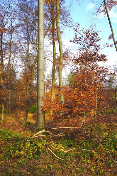 Buchenwald Herbst Der Eifel — Stockfoto