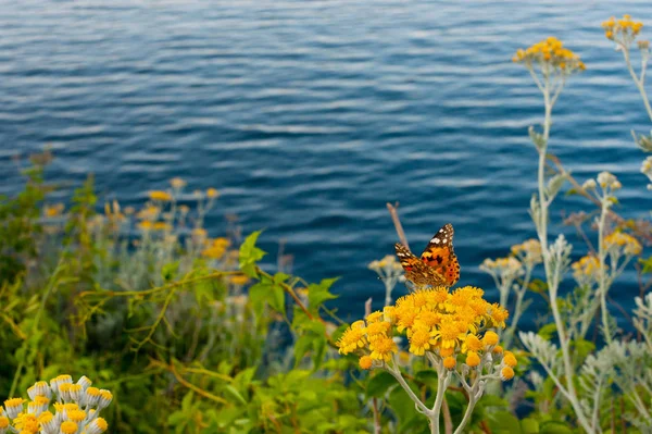 Papillon Dame Peinte Vanessa Cardui Sur Fleurs Jaunes Face Mer — Photo