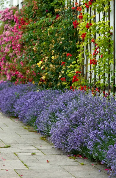 Lecho Flores Lavanda Una Composición Colorida Rosas —  Fotos de Stock