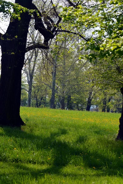 Wiosna Parku — Zdjęcie stockowe