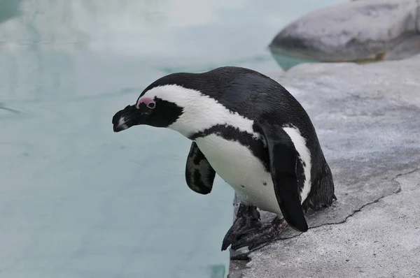 自然の中で可愛いペンギンの姿を見る — ストック写真