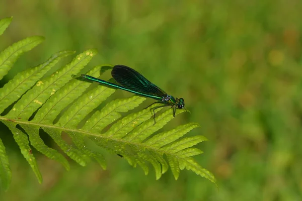 Vue Macro Rapprochée Insecte Libellule — Photo