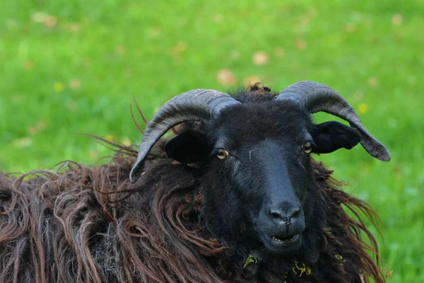 Moutons Dans Pâturage — Photo