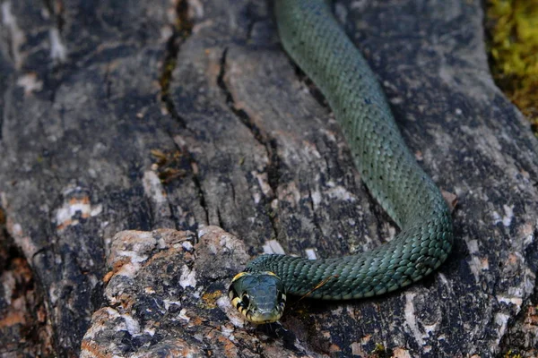 Tráva Had Svět Zvířat — Stock fotografie