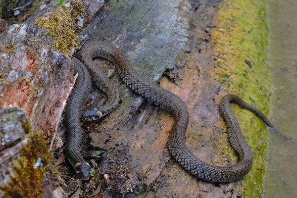 Had Zvíře Masožravý Plaz — Stock fotografie