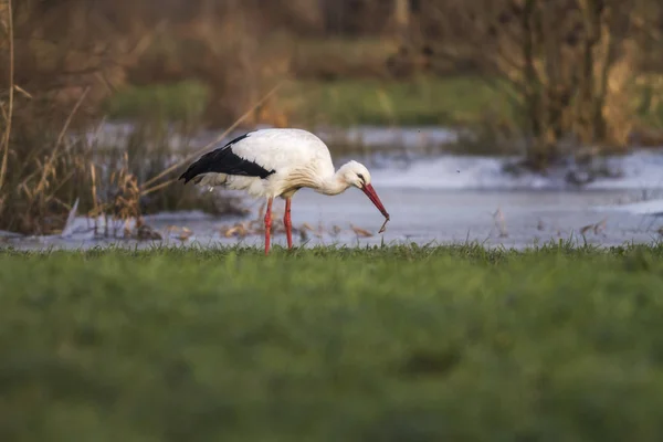 Aussichtsreiche Aussicht Auf Weißstorch Wilder Natur — Stockfoto