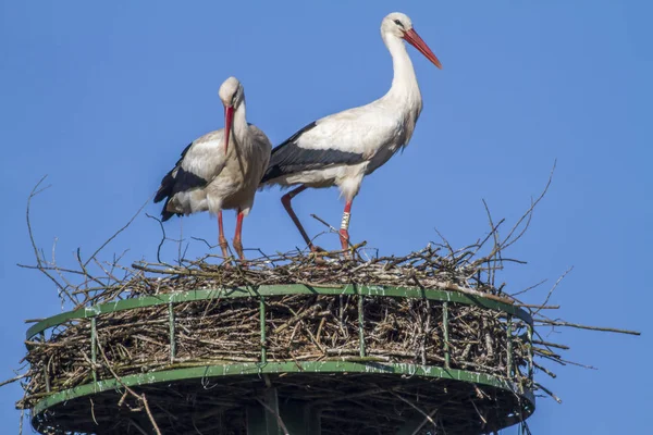 Weißstorchenpaar Nest — Stockfoto