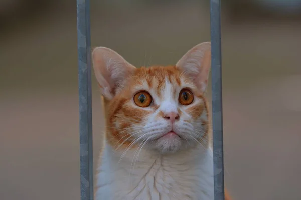 Roztomilý Nadýchaný Kočka Velkýma Očima — Stock fotografie