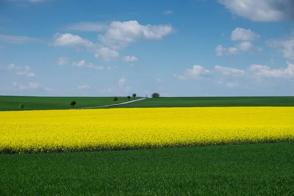 Landscape Rape Field Yellow Crops Sky Clouds — Stock Photo, Image