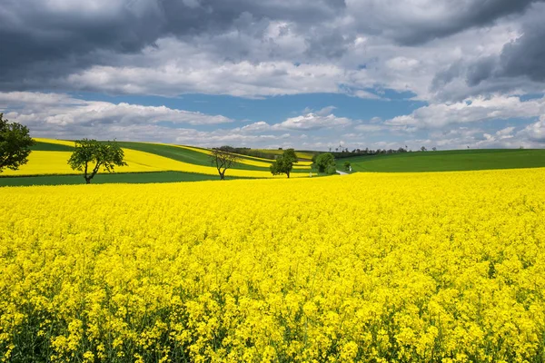 Paisagem Com Campo Estupro Colheitas Amarelas Com Céu Nuvens — Fotografia de Stock