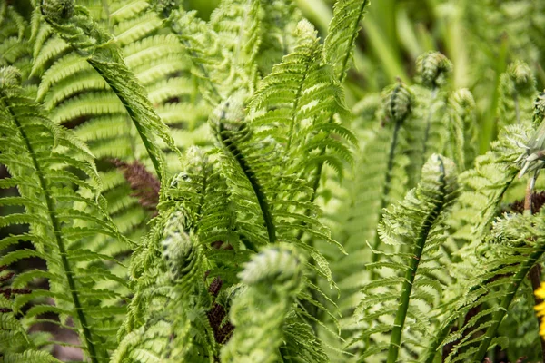 ferns with curled fern fronds