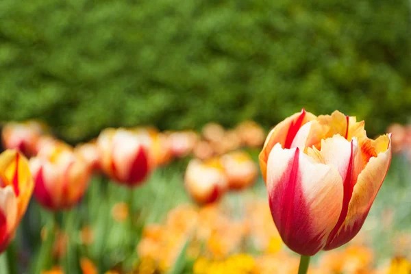 Tulipany Pole Wiosną — Zdjęcie stockowe