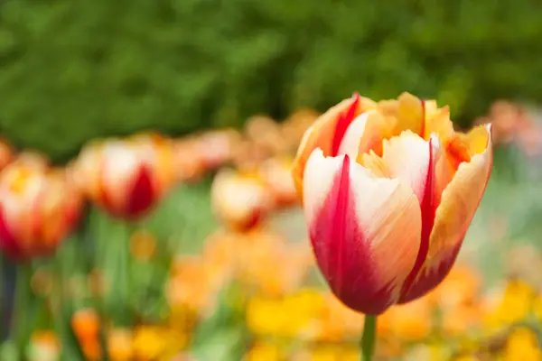 Tulipany Pole Wiosną — Zdjęcie stockowe