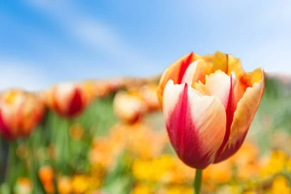 Tulips Field Spring — Stock Photo, Image