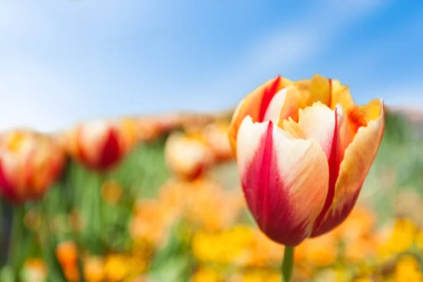 Tulips Field Spring — Stock Photo, Image