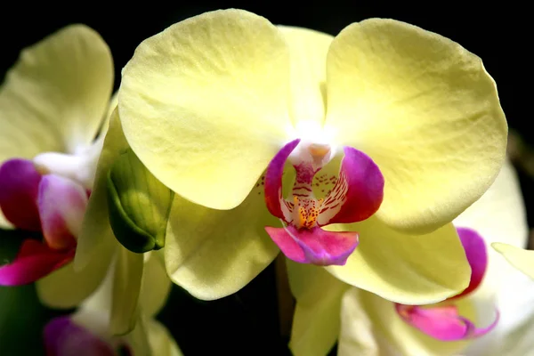 Close Uma Orquídea Phalaenopsis — Fotografia de Stock