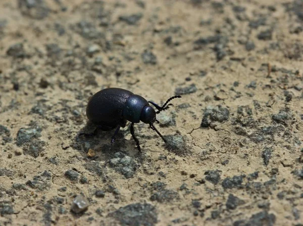 小さな足の甲虫 Timarcha Goettingensis — ストック写真
