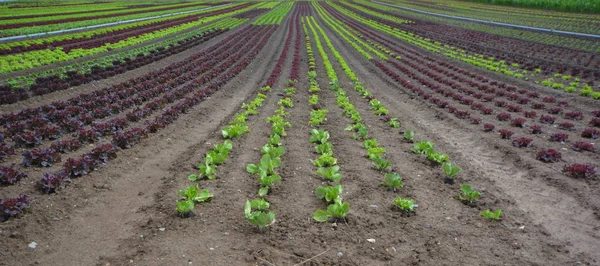 Landschappelijke Visie Landbouw Het Platteland — Stockfoto