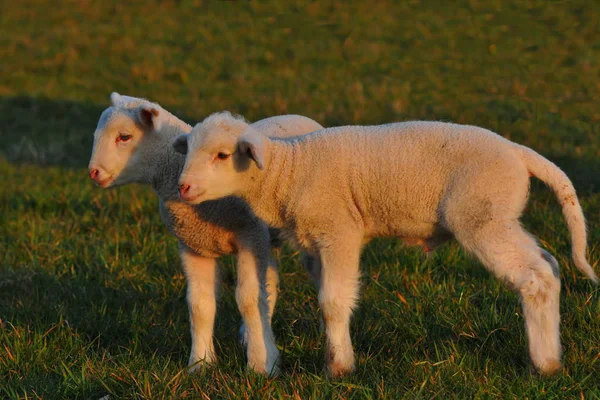 Owce Domowe Pastwisku — Zdjęcie stockowe
