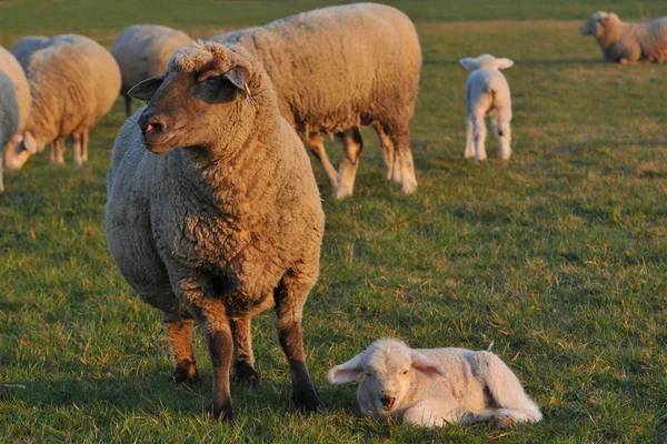 Aussichtsreicher Blick Auf Die Landwirtschaft Auf Dem Land — Stockfoto