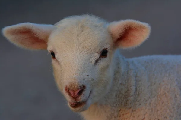 Domestic Sheep Pasture — Stock Photo, Image