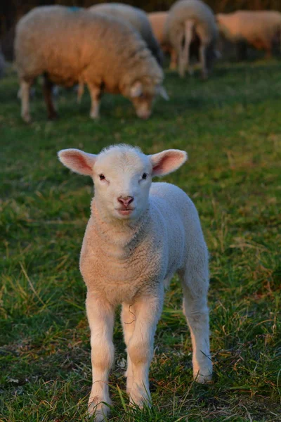 Aussichtsreicher Blick Auf Die Landwirtschaft Auf Dem Land — Stockfoto