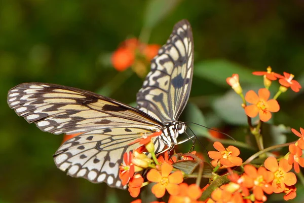 Gros Plan Papillon Dans Habitat Concept Sauvagerie — Photo