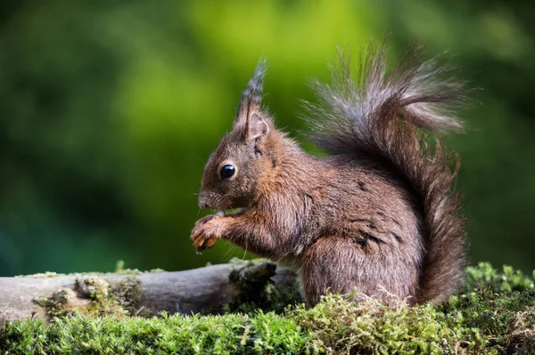 Tierwelt Eichhörnchen Tier Der Natur Flauschiges Eichhörnchen — Stockfoto