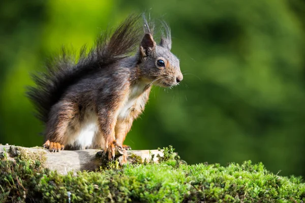 Entzückendes Eichhörnchen Tier Nagetier — Stockfoto