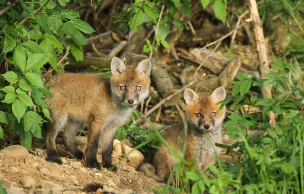 young animals, selective focus