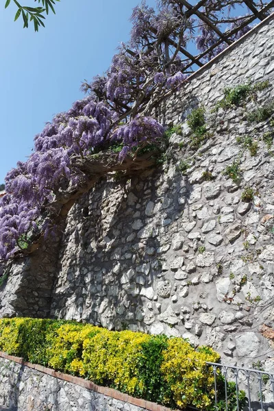 Glicina Una Pared Piedra Capri — Foto de Stock