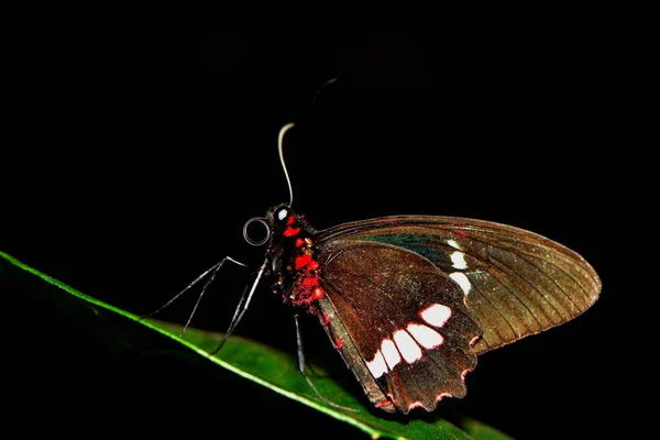 Grand Messager Heliconius Melpomene — Photo