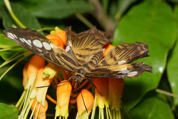 Primer Plano Mariposa Hábitat Concepto Salvajismo — Foto de Stock