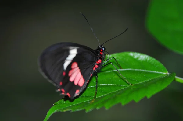 Zbliżenie Motyla Siedlisku Koncepcja Dzikości — Zdjęcie stockowe