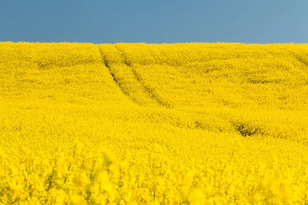 Landschaft Mit Rapsfeld Landwirtschaft Mit Gelben Rapspflanzen — Stockfoto