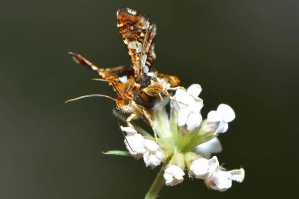 Vista Primer Plano Hermosa Mariposa Colorida — Foto de Stock