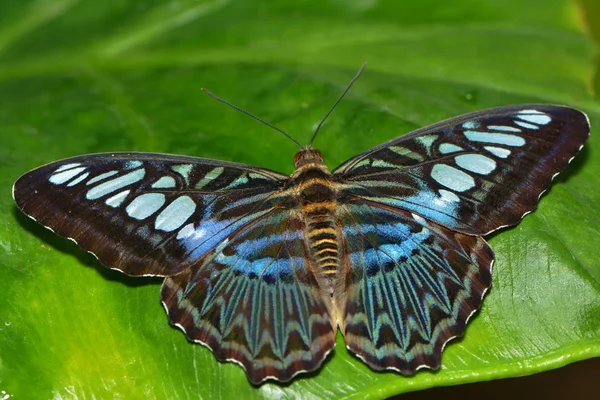 Close Uitzicht Mooie Kleurrijke Vlinder — Stockfoto