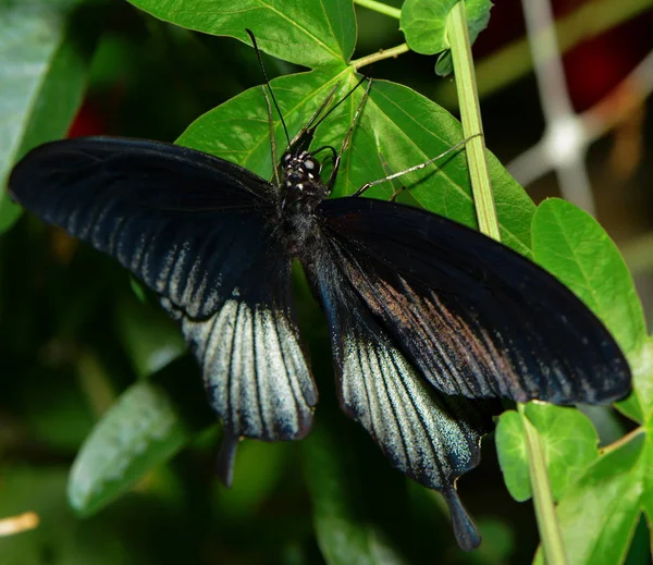 Close Borboleta Habitat Conceito Selvageria — Fotografia de Stock