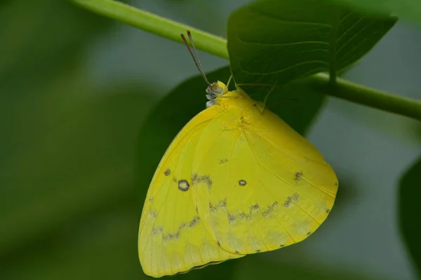 Primer Plano Mariposa Hábitat Concepto Salvajismo —  Fotos de Stock