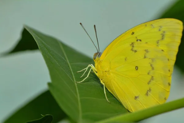 Primer Plano Mariposa Hábitat Concepto Salvajismo —  Fotos de Stock