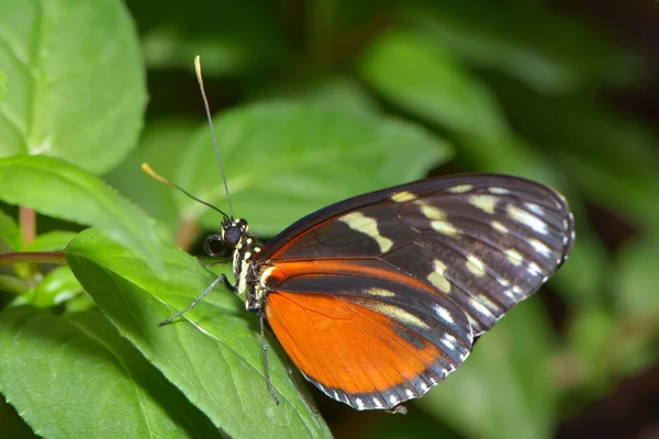 Gros Plan Papillon Dans Habitat Concept Sauvagerie — Photo