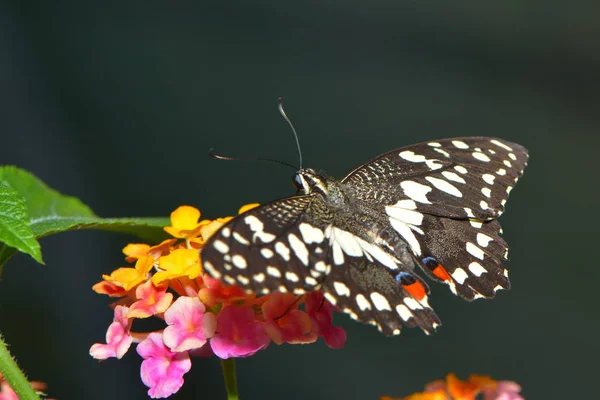 Крупним Планом Красивий Барвистий Метелик — стокове фото