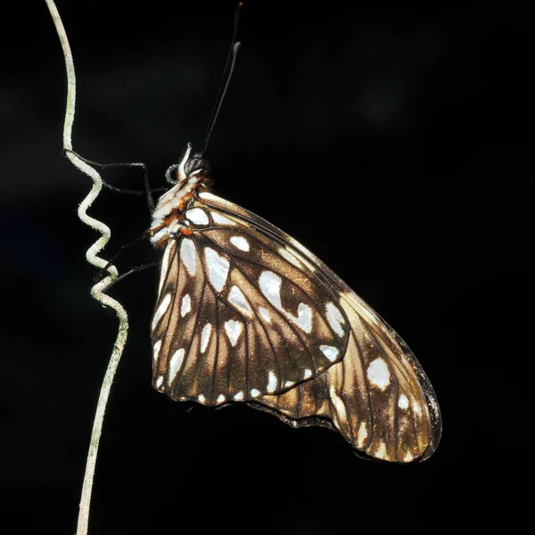 Papillon Exotique Dans Maison Des Papillons — Photo