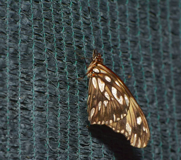 Exotische Vlinder Vlinder Huis — Stockfoto