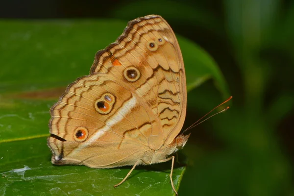 Primer Plano Mariposa Hábitat Concepto Salvajismo —  Fotos de Stock