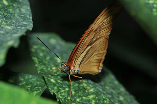 Primo Piano Della Farfalla Habitat Concetto Natura Selvaggia — Foto Stock