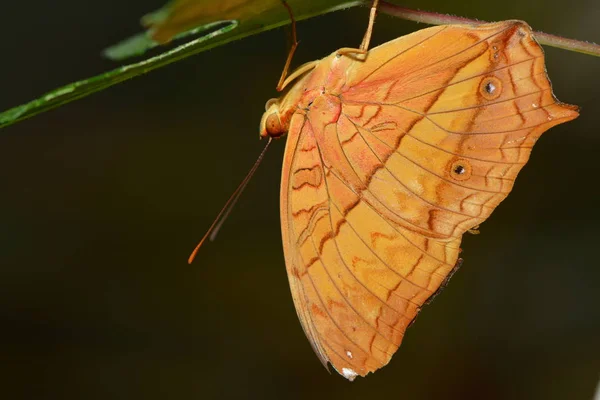 Pandangan Closeup Dari Kupu Kupu Indah Berwarna Warni — Stok Foto